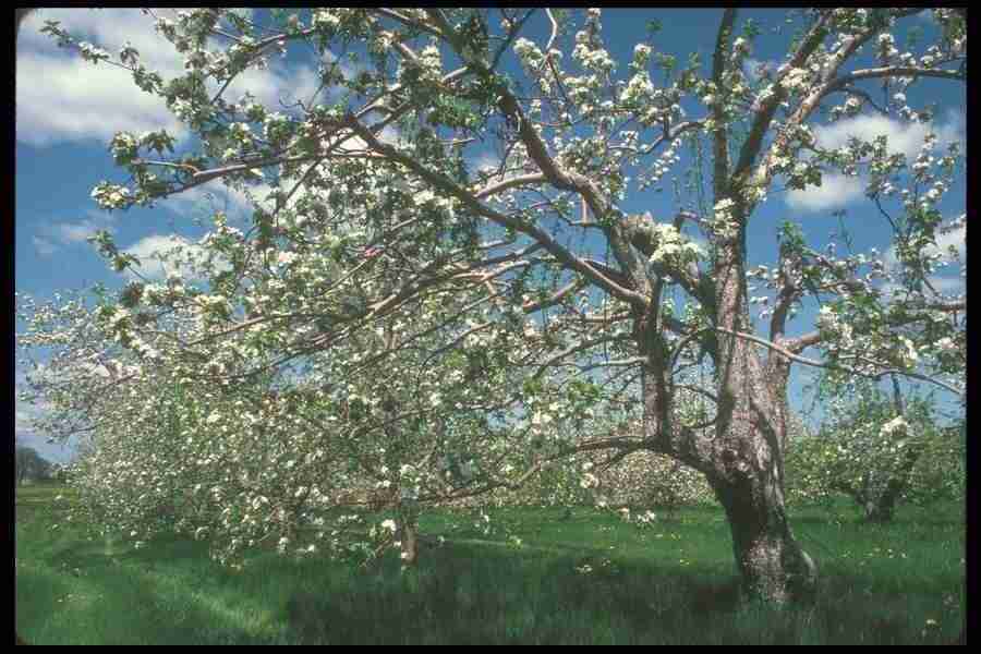 Spring - Corel Professional Photos ></a>
<script language=JavaScript> 
  var txt = 