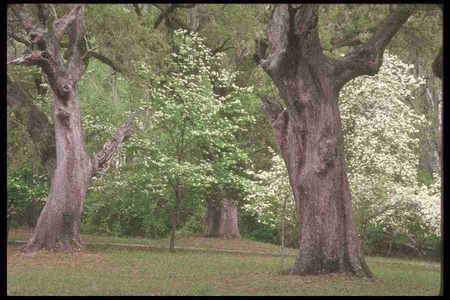 Spring - Corel Professional Photos ></a>
<script language=JavaScript> 
  var txt = 