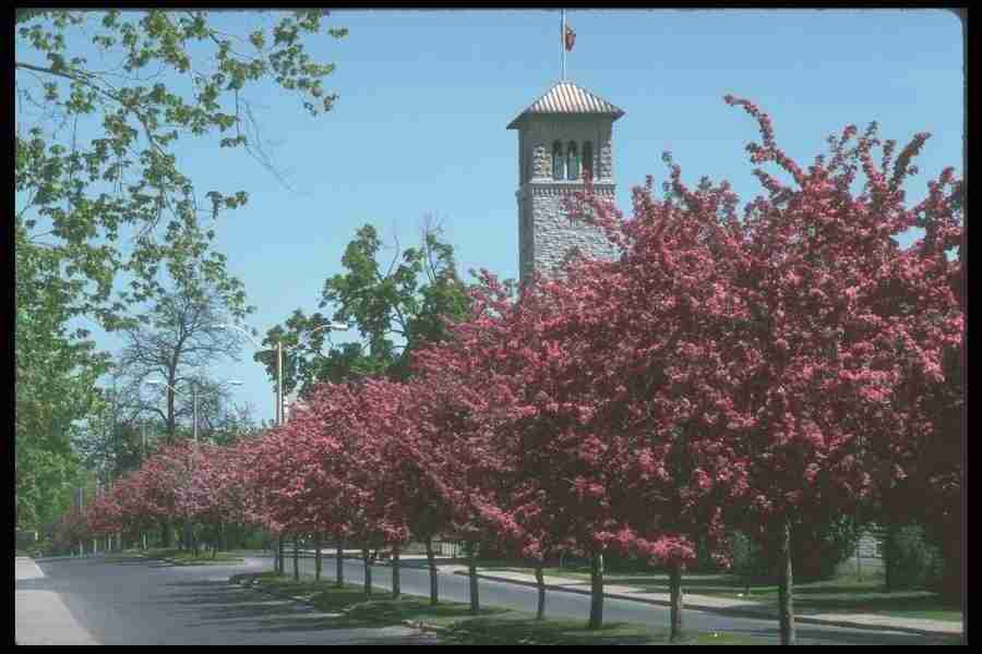 Spring - Corel Professional Photos ></a>
<script language=JavaScript> 
  var txt = 