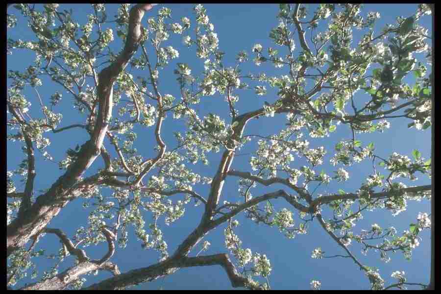 Spring - Corel Professional Photos ></a>
<script language=JavaScript> 
  var txt = 