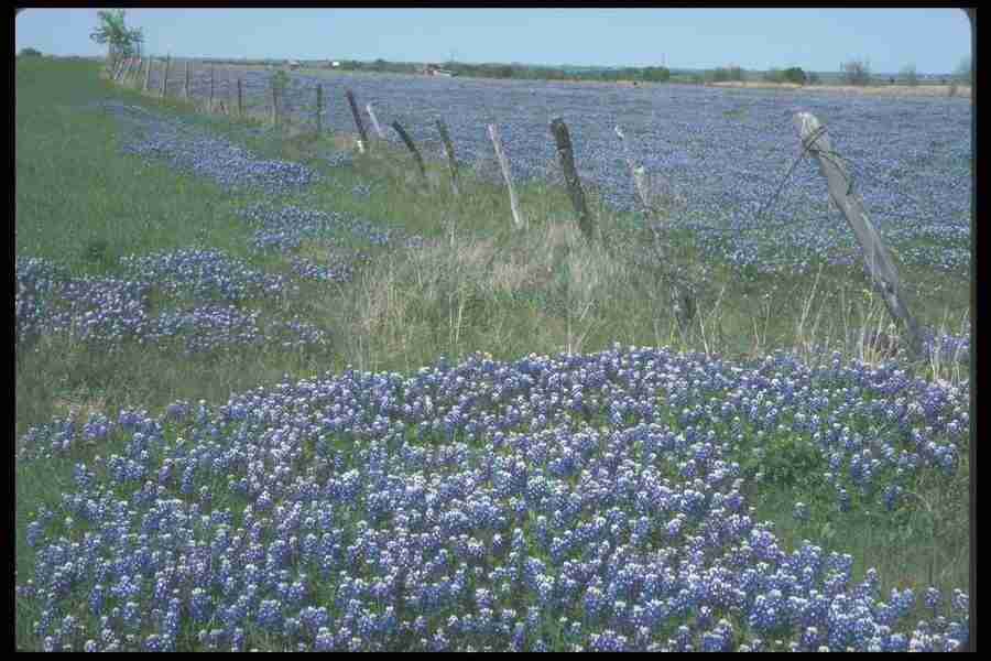 Spring - Corel Professional Photos ></a>
<script language=JavaScript> 
  var txt = 