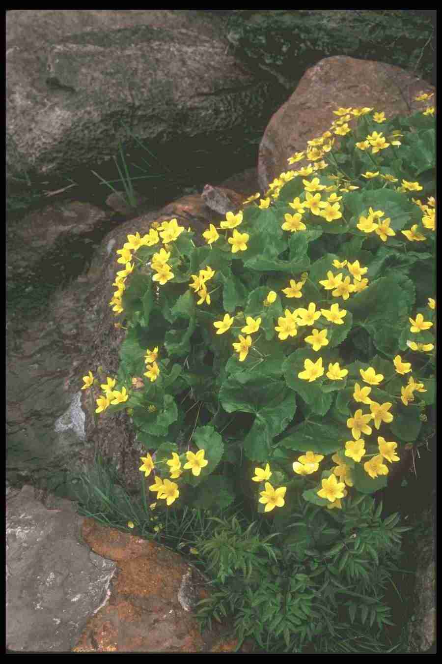 Spring - Corel Professional Photos ></a>
<script language=JavaScript> 
  var txt = 