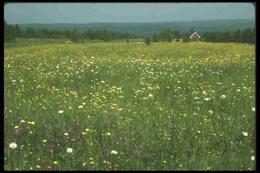 Spring - Corel Professional Photos ></a>
<script language=JavaScript> 
  var txt = 