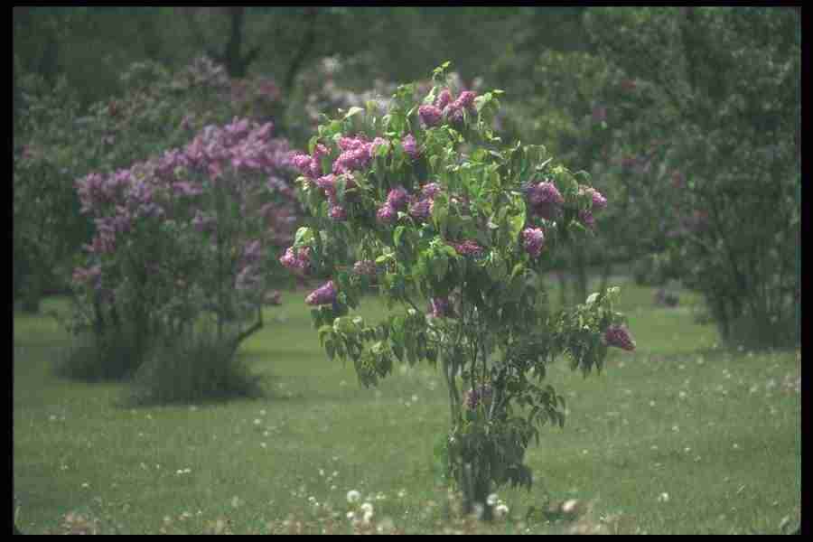 Spring - Corel Professional Photos ></a>
<script language=JavaScript> 
  var txt = 