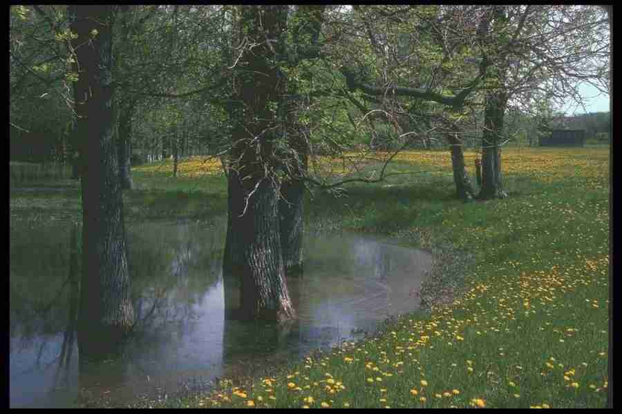 Spring - Corel Professional Photos ></a>
<script language=JavaScript> 
  var txt = 