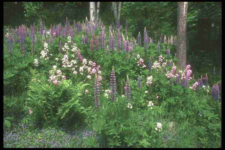 Spring - Corel Professional Photos ></a>
<script language=JavaScript> 
  var txt = 