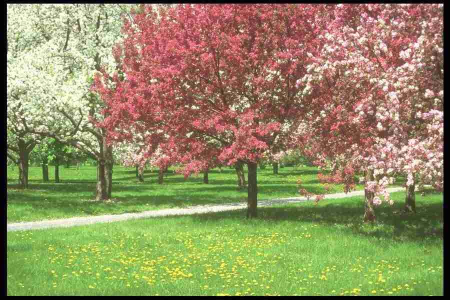 Spring - Corel Professional Photos ></a>
<script language=JavaScript> 
  var txt = 