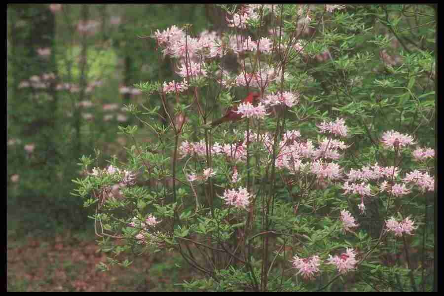 Spring - Corel Professional Photos ></a>
<script language=JavaScript> 
  var txt = 