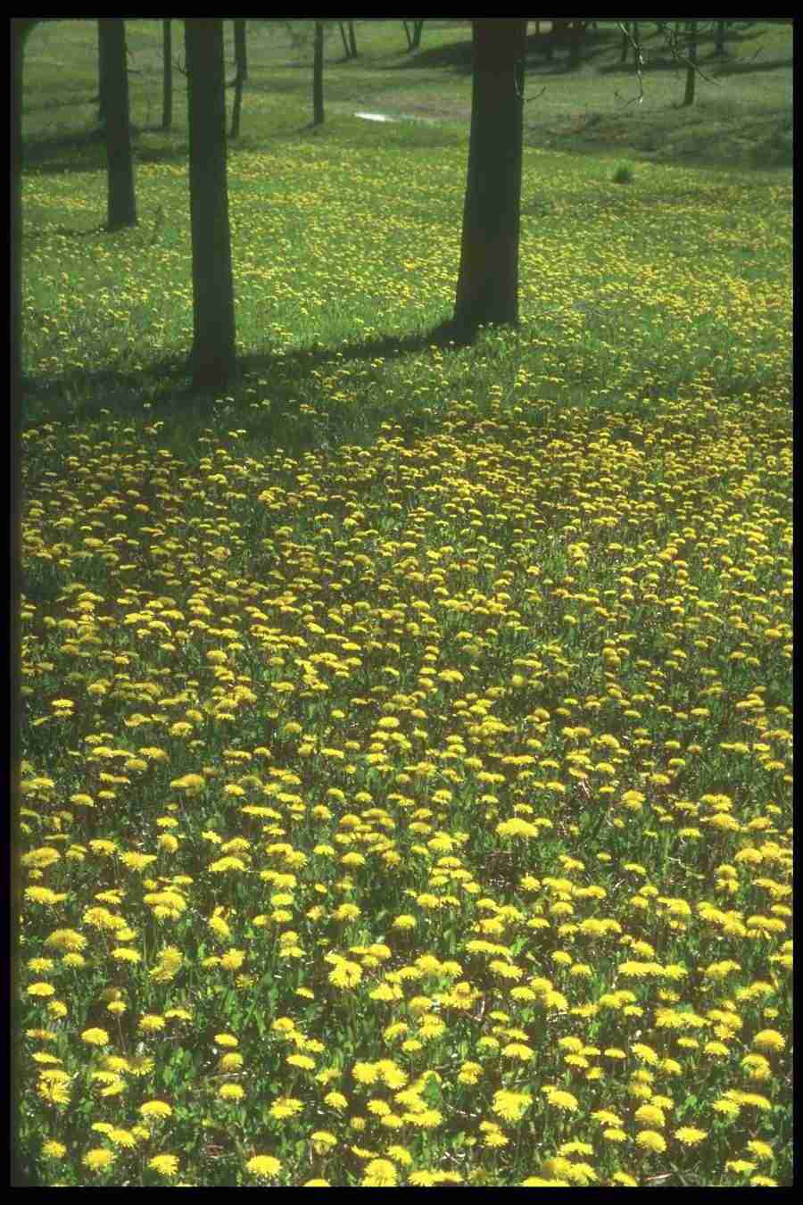 Spring - Corel Professional Photos ></a>
<script language=JavaScript> 
  var txt = 