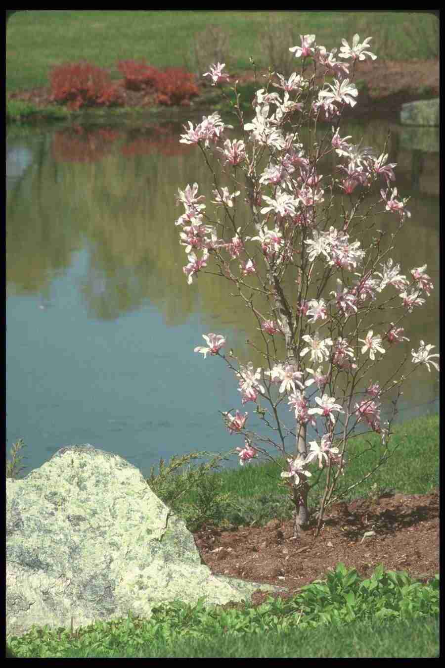 Spring - Corel Professional Photos ></a>
<script language=JavaScript> 
  var txt = 