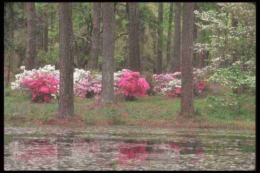 Spring - Corel Professional Photos ></a>
<script language=JavaScript> 
  var txt = 