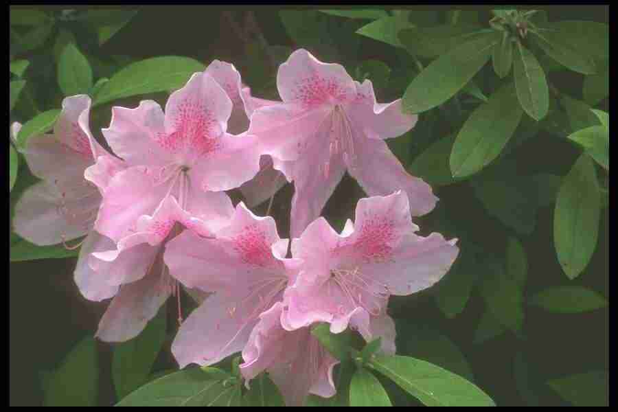 Spring - Corel Professional Photos ></a>
<script language=JavaScript> 
  var txt = 