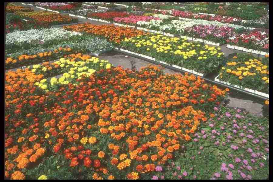 Spring - Corel Professional Photos ></a>
<script language=JavaScript> 
  var txt = 