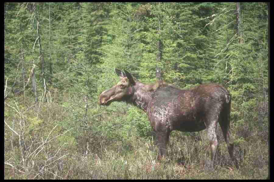 Spring - Corel Professional Photos ></a>
<script language=JavaScript> 
  var txt = 