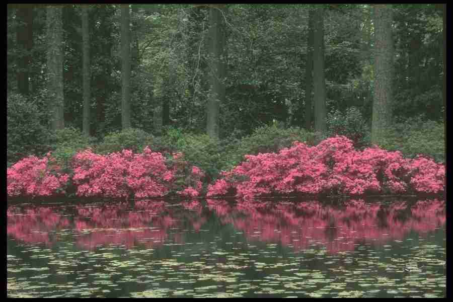 Spring - Corel Professional Photos ></a>
<script language=JavaScript> 
  var txt = 