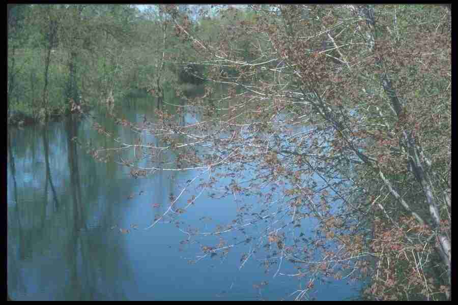 Spring - Corel Professional Photos ></a>
<script language=JavaScript> 
  var txt = 