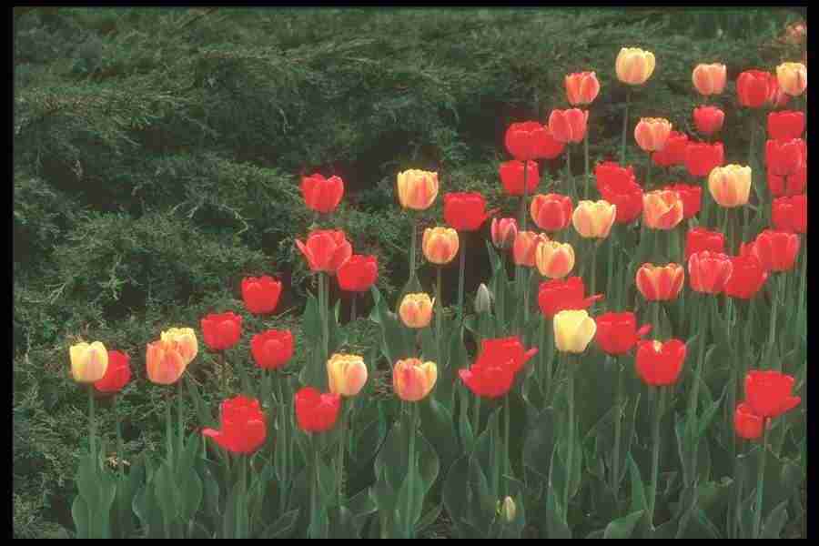 Spring - Corel Professional Photos ></a>
<script language=JavaScript> 
  var txt = 