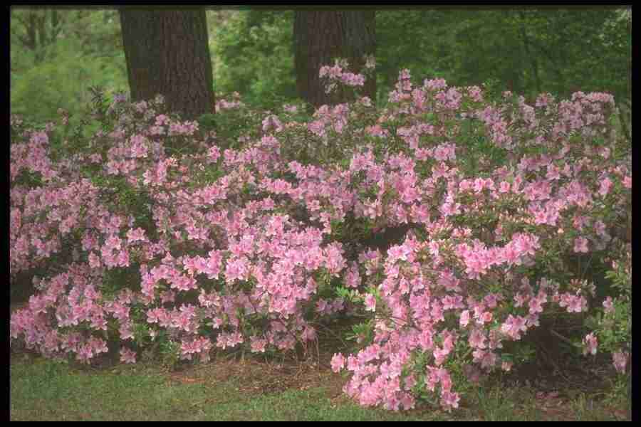 Spring - Corel Professional Photos ></a>
<script language=JavaScript> 
  var txt = 