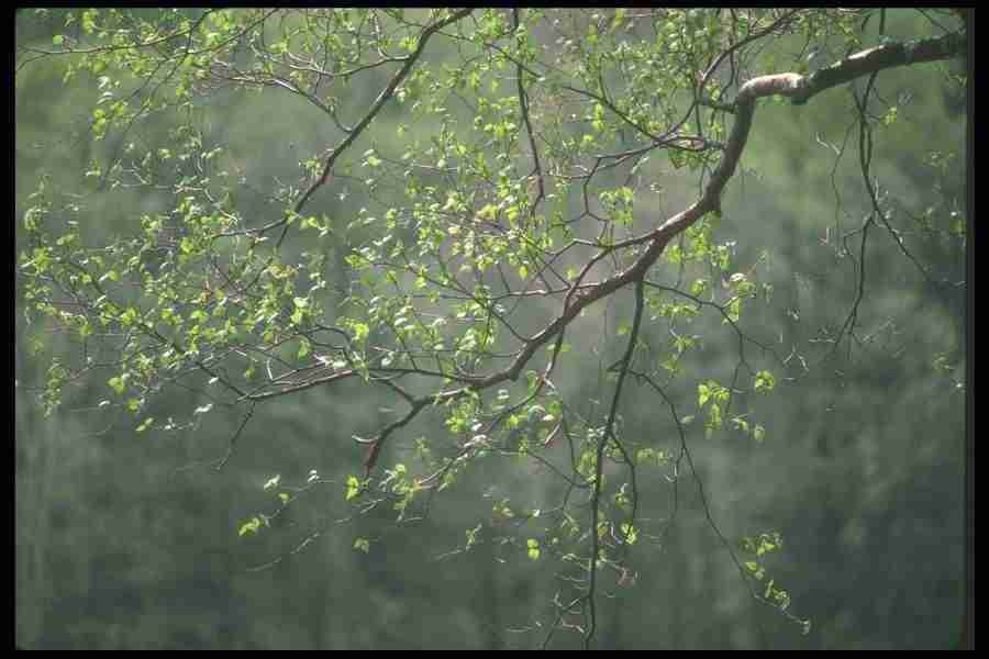 Spring - Corel Professional Photos ></a>
<script language=JavaScript> 
  var txt = 