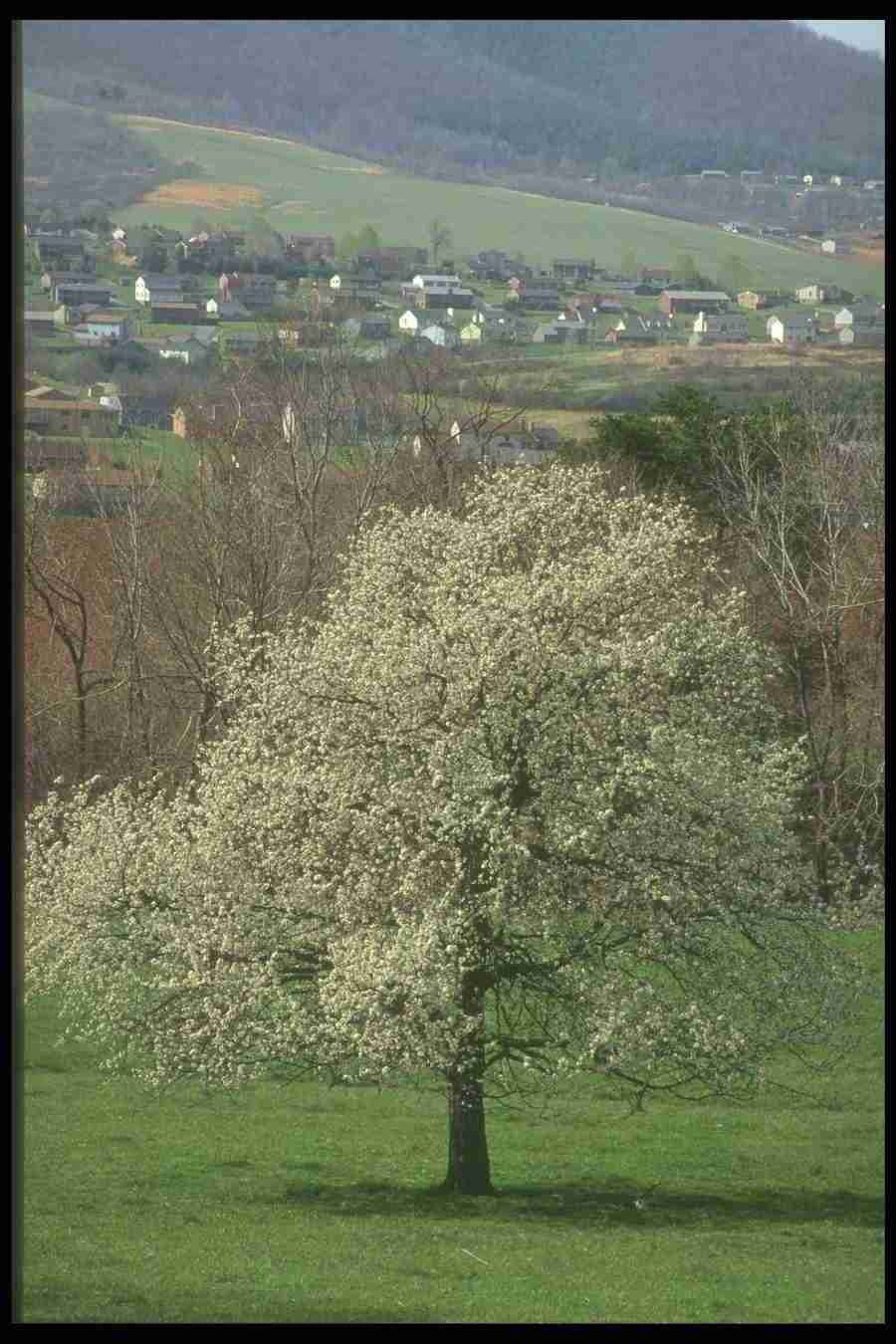 Spring - Corel Professional Photos ></a>
<script language=JavaScript> 
  var txt = 