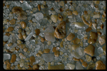 Corel Professional Photos: Sand Pebble Textures 