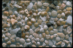 Corel Professional Photos: Sand Pebble Textures 