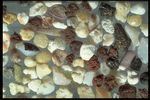 Corel Professional Photos: Sand Pebble Textures 