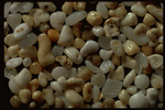 Corel Professional Photos: Sand Pebble Textures 