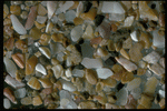 Corel Professional Photos: Sand Pebble Textures 