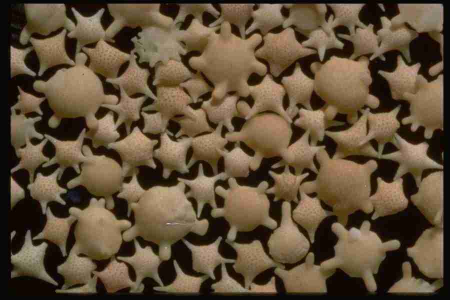 Sand Pebble Textures - Corel Professional Photos ></a>
<script language=JavaScript> 
  var txt = 