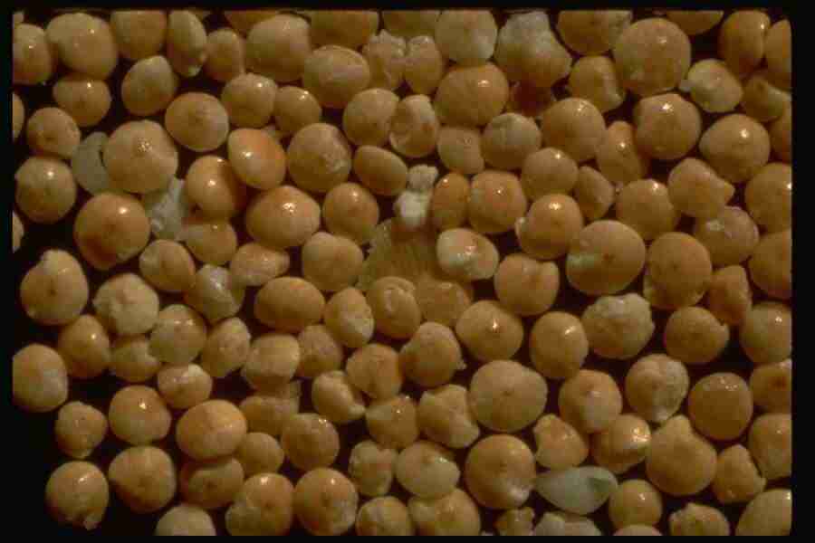Sand Pebble Textures - Corel Professional Photos ></a>
<script language=JavaScript> 
  var txt = 