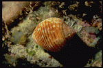 Corel Professional Photos: Shell Textures 
