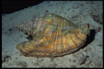 Corel Professional Photos: Shell Textures 