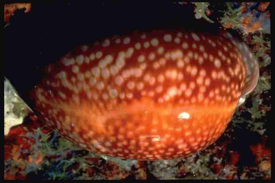 Shell Textures - Corel Professional Photos ></a>
<script language=JavaScript> 
  var txt = 