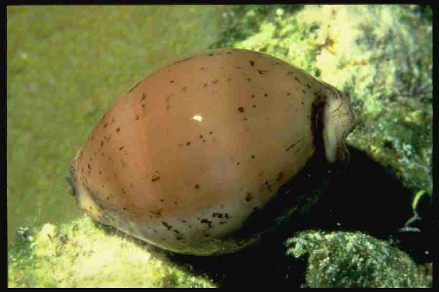 Shell Textures - Corel Professional Photos ></a>
<script language=JavaScript> 
  var txt = 