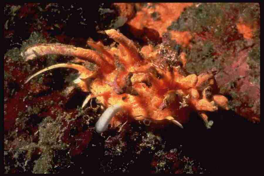 Shell Textures - Corel Professional Photos ></a>
<script language=JavaScript> 
  var txt = 