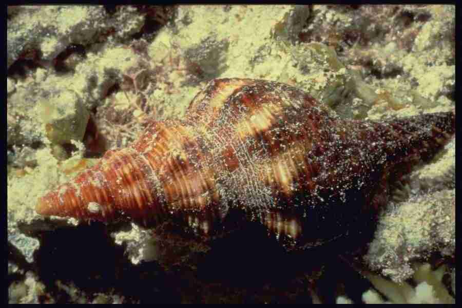 Shell Textures - Corel Professional Photos ></a>
<script language=JavaScript> 
  var txt = 