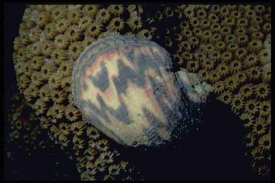 Shell Textures - Corel Professional Photos ></a>
<script language=JavaScript> 
  var txt = 