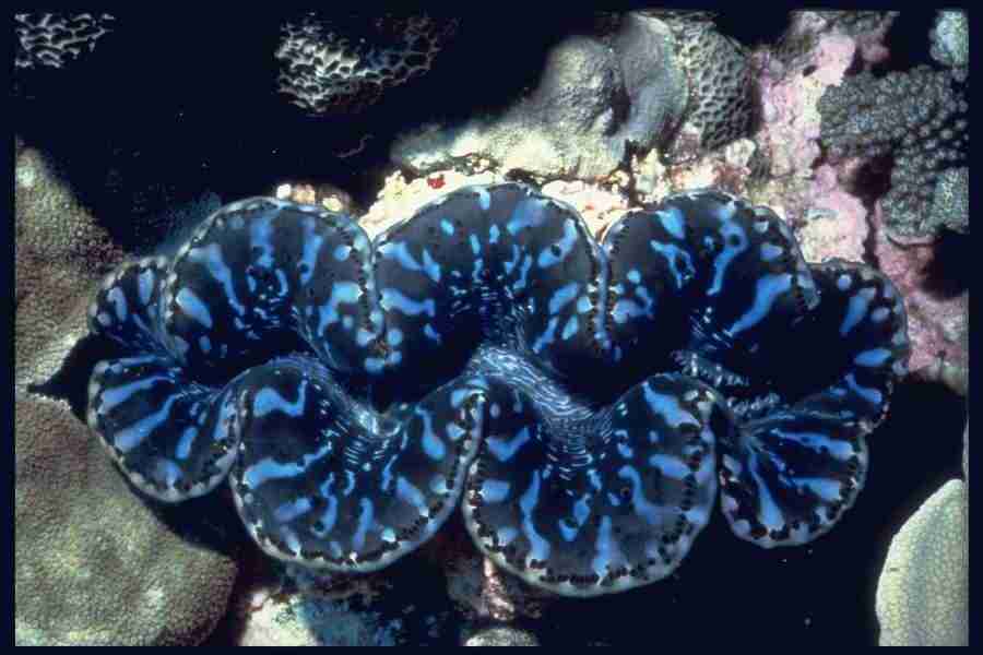 Shell Textures - Corel Professional Photos ></a>
<script language=JavaScript> 
  var txt = 