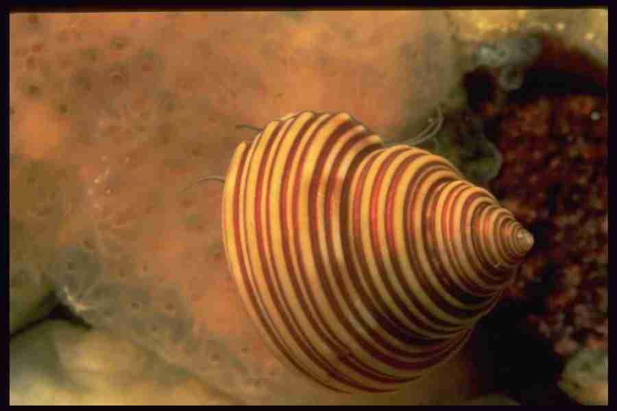 Shell Textures - Corel Professional Photos ></a>
<script language=JavaScript> 
  var txt = 