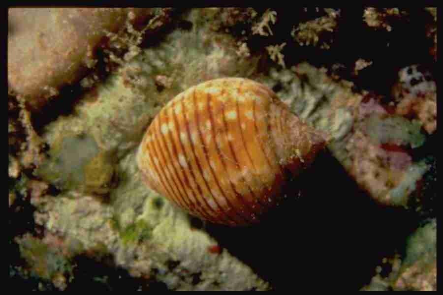 Shell Textures - Corel Professional Photos ></a>
<script language=JavaScript> 
  var txt = 