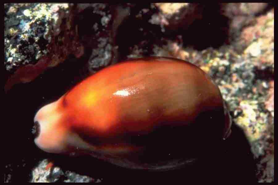 Shell Textures - Corel Professional Photos ></a>
<script language=JavaScript> 
  var txt = 