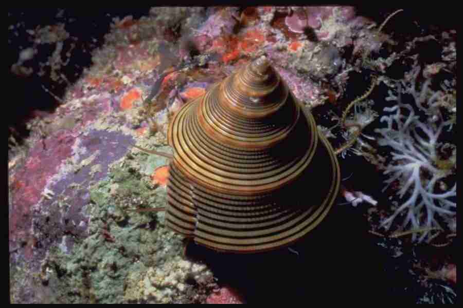 Shell Textures - Corel Professional Photos ></a>
<script language=JavaScript> 
  var txt = 