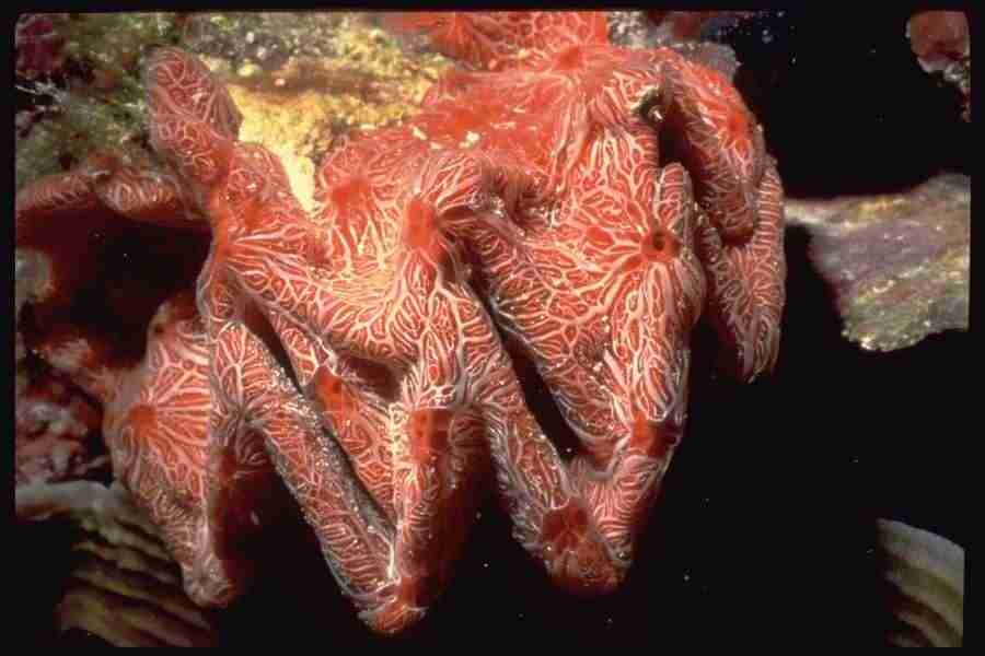 Shell Textures - Corel Professional Photos ></a>
<script language=JavaScript> 
  var txt = 