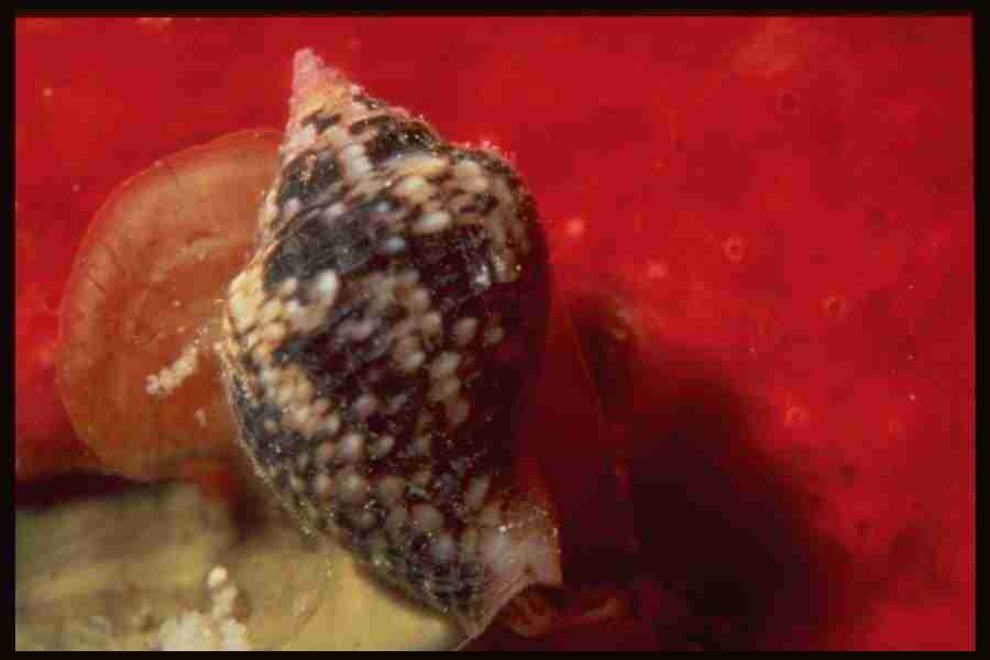 Shell Textures - Corel Professional Photos ></a>
<script language=JavaScript> 
  var txt = 