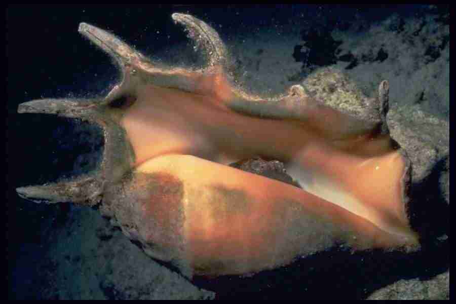 Shell Textures - Corel Professional Photos ></a>
<script language=JavaScript> 
  var txt = 