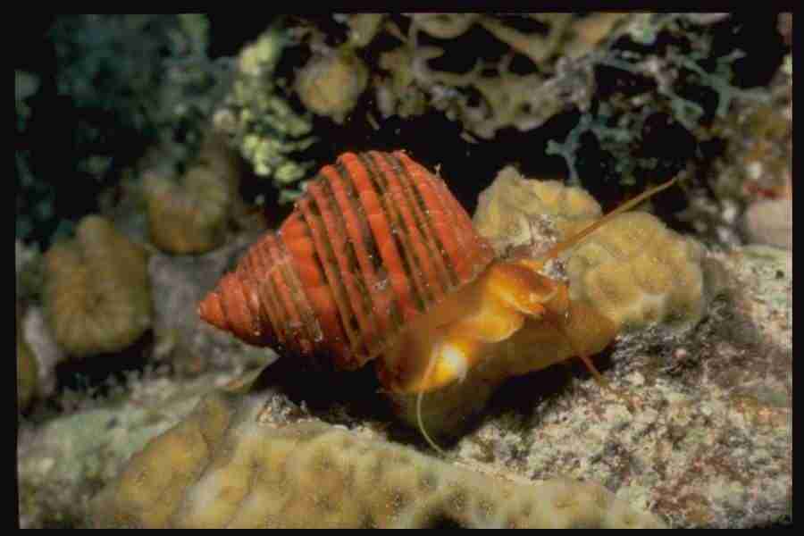 Shell Textures - Corel Professional Photos ></a>
<script language=JavaScript> 
  var txt = 