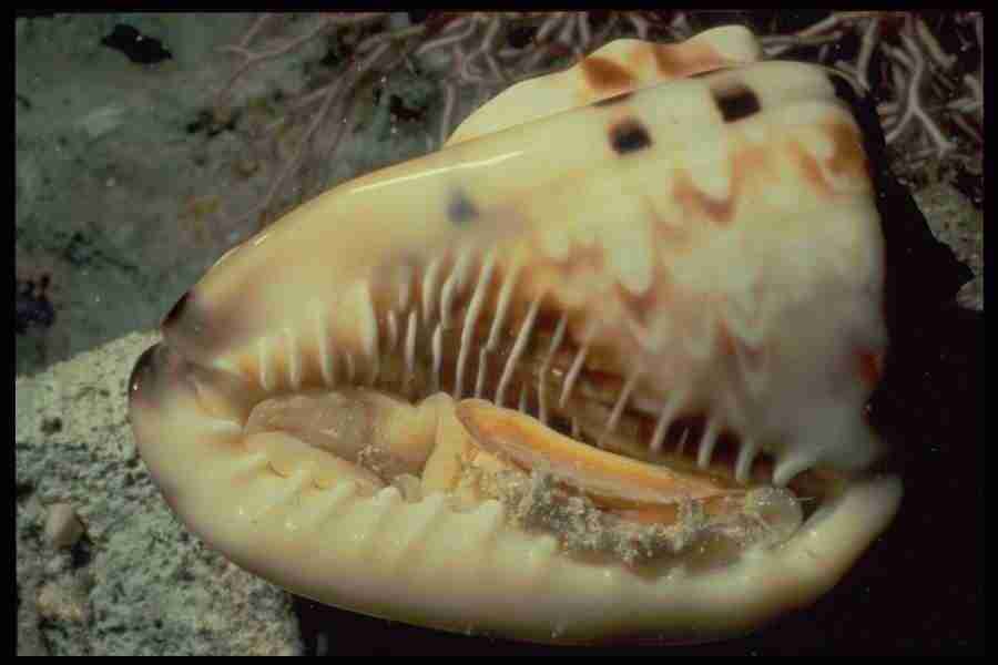 Shell Textures - Corel Professional Photos ></a>
<script language=JavaScript> 
  var txt = 