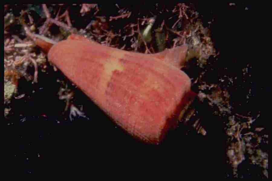 Shell Textures - Corel Professional Photos ></a>
<script language=JavaScript> 
  var txt = 