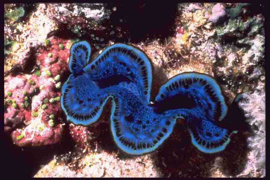 Shell Textures - Corel Professional Photos ></a>
<script language=JavaScript> 
  var txt = 